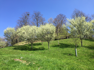 Les damassiniers en fleurs