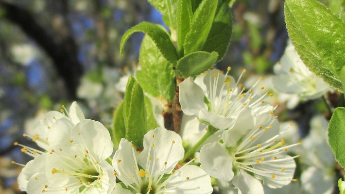 fleurs de damassinier