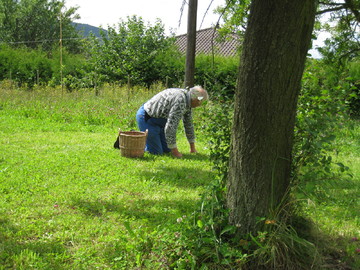 On se prépare à la récolte 2014, légale et certifiée