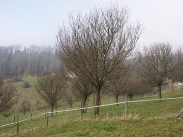 Damassiner 