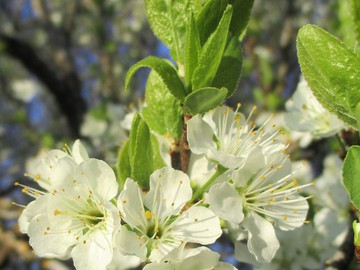 Le printemps déjà